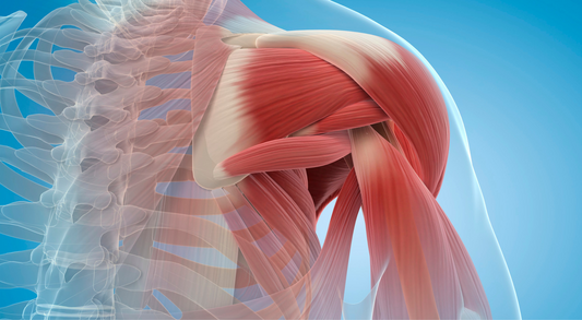 The Science of Muscle Groups: Optimizing Your Workout Routine
