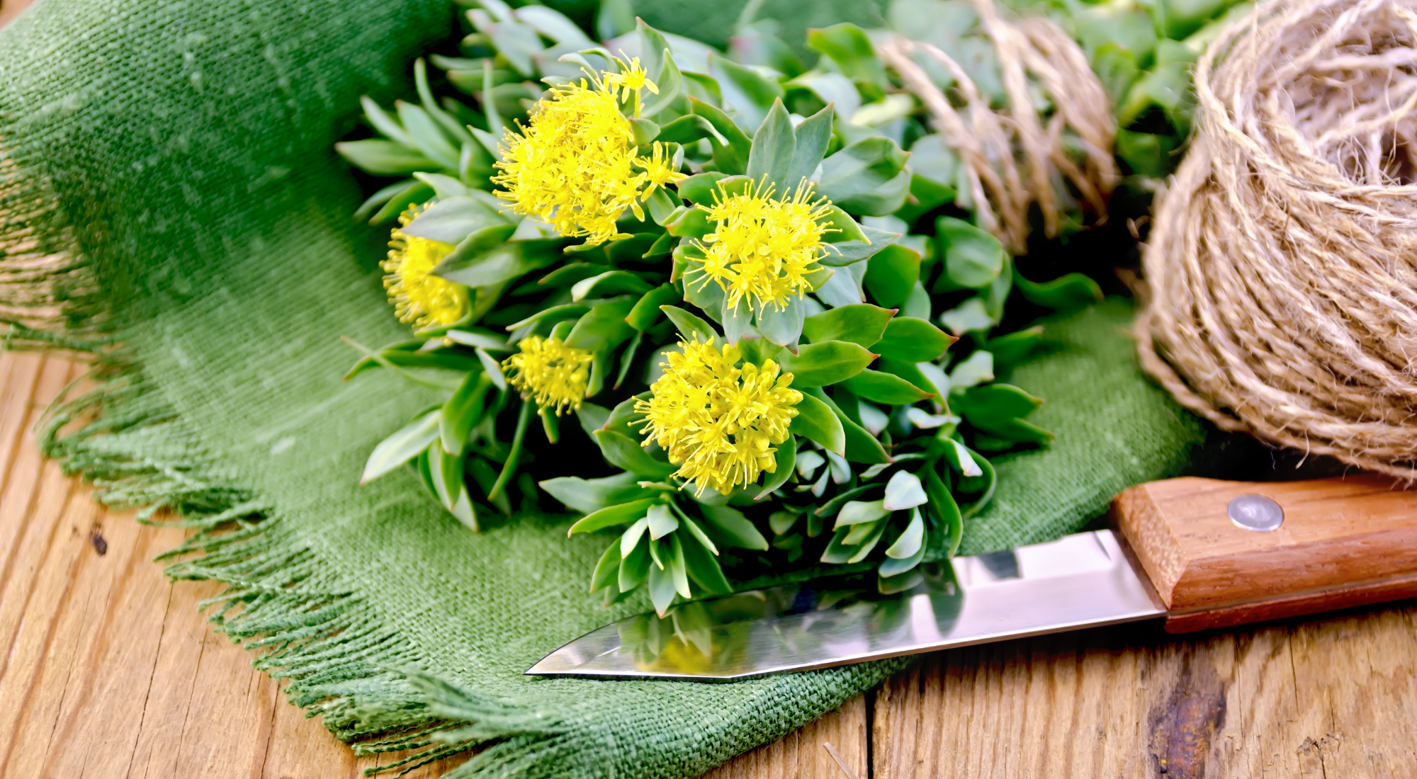 Rhodiola Rosea: The Natural Boost for Your Pre-Workout Routine