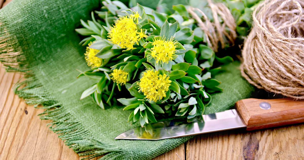 The Benefits of Rhodiola Rosea for Athletes